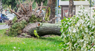 A large tree is felled in a front lawn.